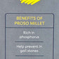 Proso Millet (Varigalu)